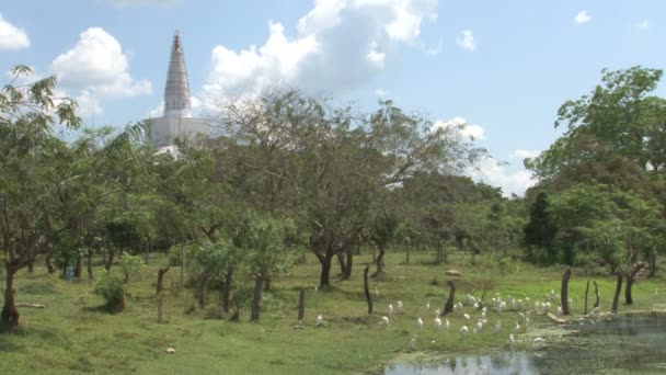 Filmagem Pássaros Perto Templo — Vídeo de Stock