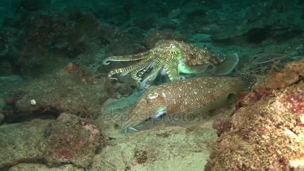 Cuttlefish, diving in Arabian sea, — Stock Video