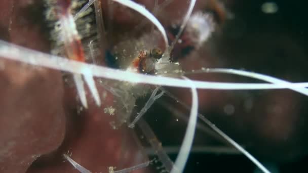 Camarones rojos en el mar Caribe — Vídeo de stock