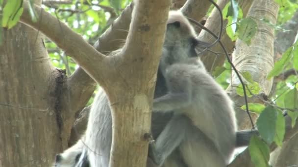 Monos sentados en el árbol — Vídeo de stock