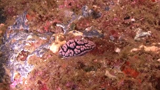 Nudibranch, buceo en el mar Arábigo — Vídeo de stock