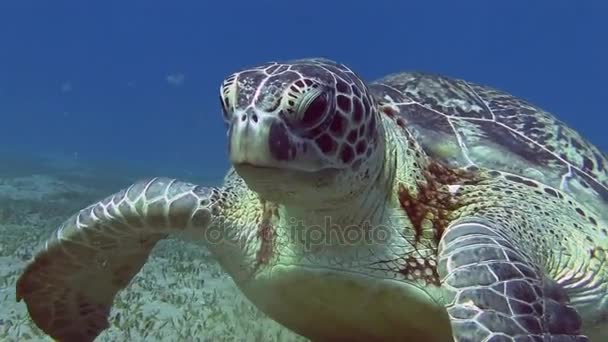 Черепаха їсть морські водорості на дні моря — стокове відео