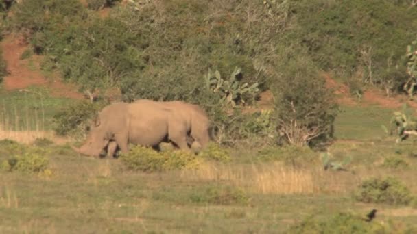 Amazing wild Rhinos — Stock Video