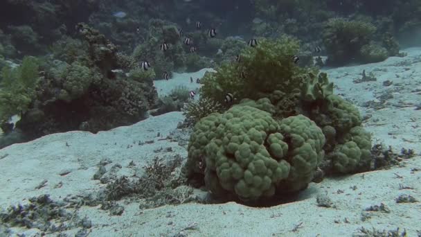 Красочные рыбы, плавающие возле кораллового рифа — стоковое видео