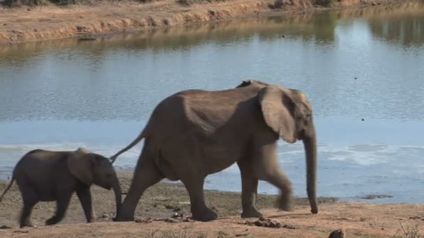 Groupe de beaux éléphants — Video