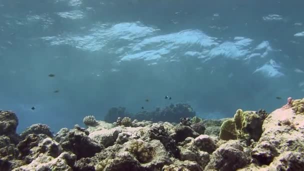 Peces de colores nadando cerca de los arrecifes de coral — Vídeos de Stock