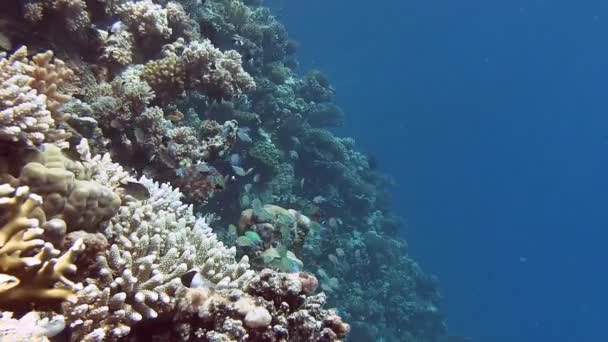 Poissons colorés nageant près de récif corallien — Video