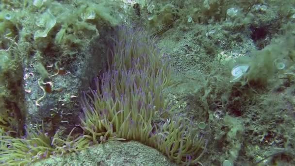 Anémona en el mar Mediterráneo — Vídeos de Stock