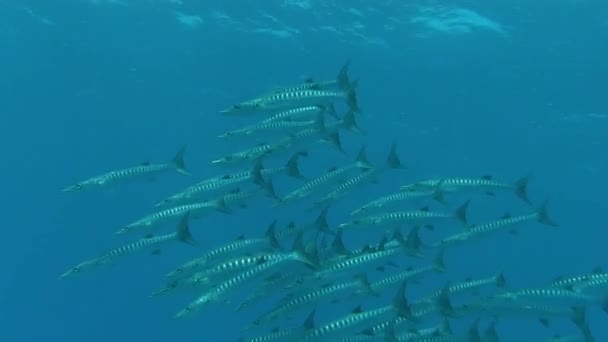 Школа баракуд, купающихся в голубом море — стоковое видео