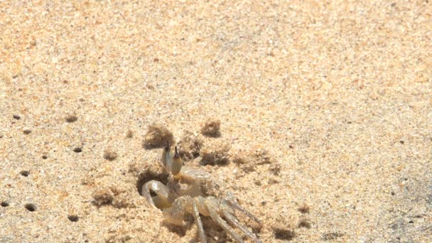 Filmagem Caranguejo Praia — Vídeo de Stock