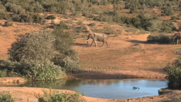 Södra afrikanska elefanter — Stockvideo