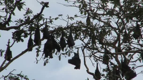 Murciélagos colgando del árbol — Vídeos de Stock