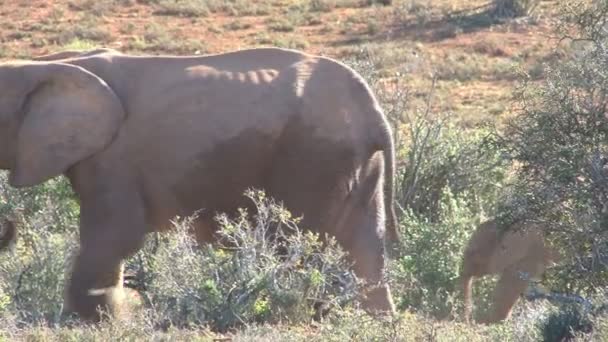 South african elephants — Stock Video