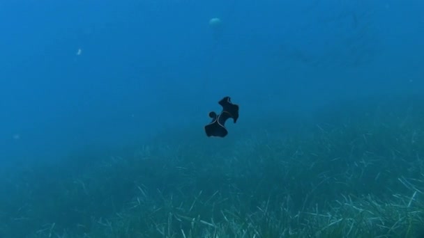 Nudibranch en mer Méditerranée — Video