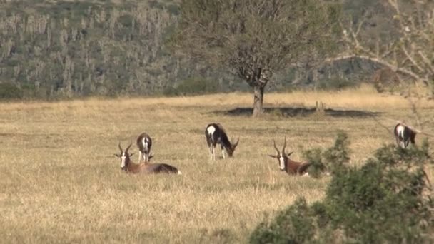 Antilop som betar på ängen — Stockvideo