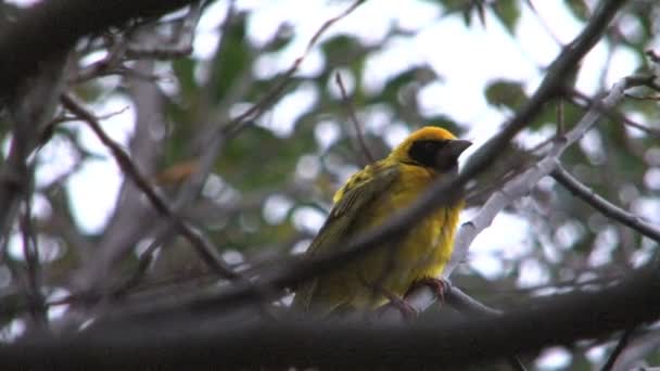 美丽的小鸟在树上的画面 — 图库视频影像