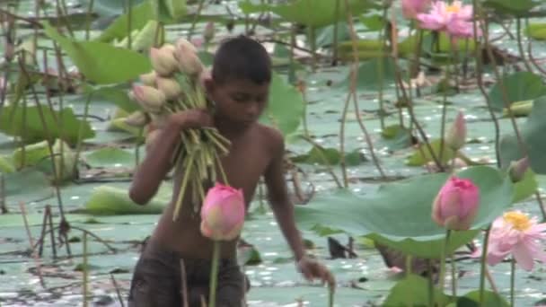 Маленький Хлопчик Збір Квіти Лілії — стокове відео