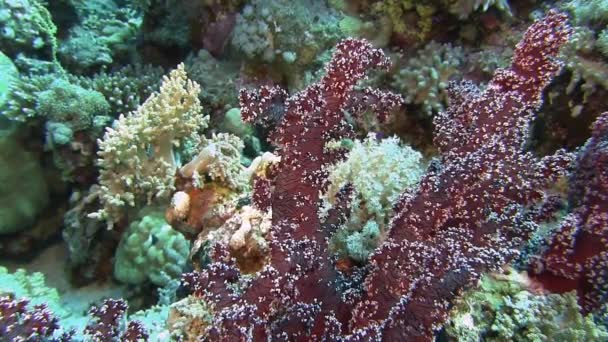 Red soft coral in front of reef fishes — Stock Video