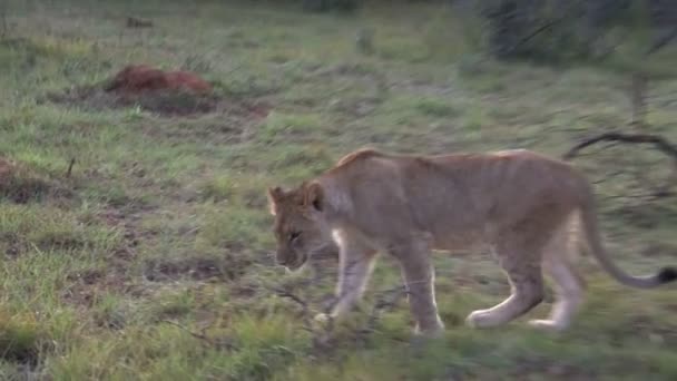 Gyönyörű vad oroszlán — Stock videók