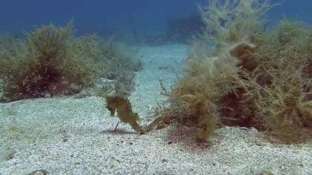 Hippocampe sur fond de sable — Video