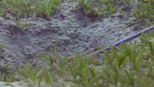 Синій плямистий пошарпаний плавання серед морських водоростей — стокове відео