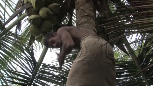 Varadero, Cocos en palmera — Vídeos de Stock