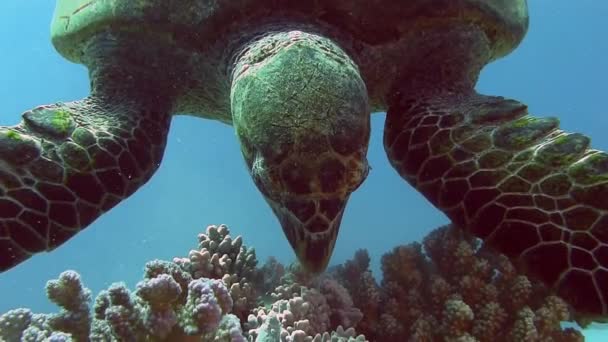 하드 산호를 먹는 거북이 — 비디오