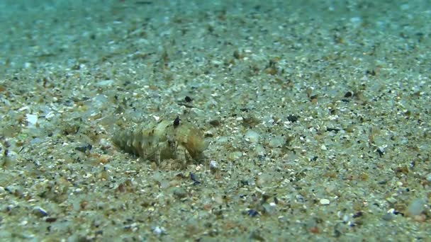 Cangrejo ermitaño en el mar Mediterráneo — Vídeos de Stock