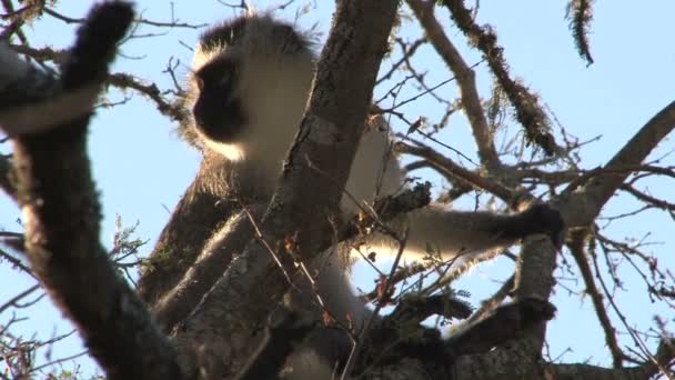 Affe sitzt auf Baum — Stockvideo