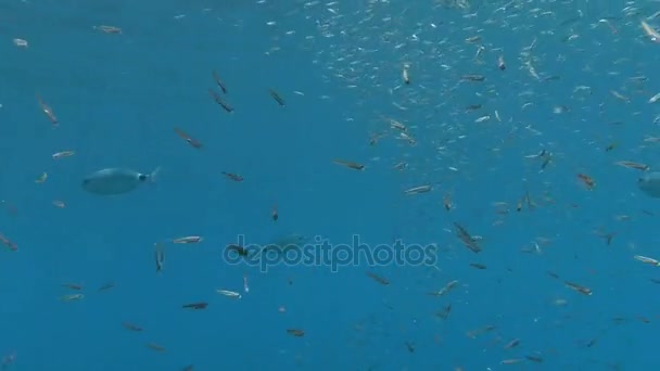 Escola de peixes no mar Mediterrâneo — Vídeo de Stock