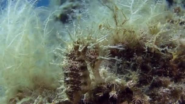 Costa Brava, mar Mediterrâneo de mergulho — Vídeo de Stock