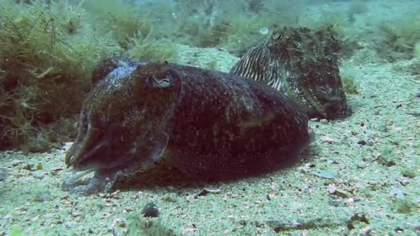 Tintenfische im Mittelmeer — Stockvideo