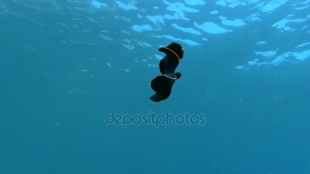 Nudibranch no mar Mediterrâneo — Vídeo de Stock