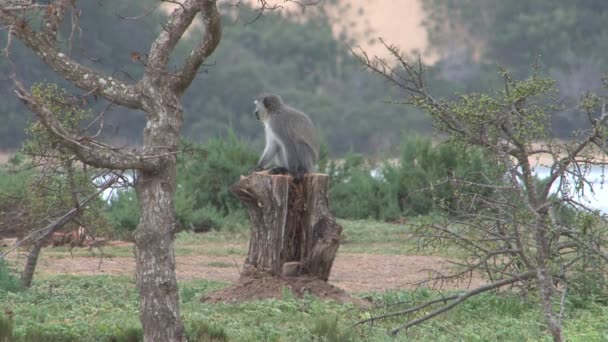 Mono sentado en el árbol — Vídeos de Stock