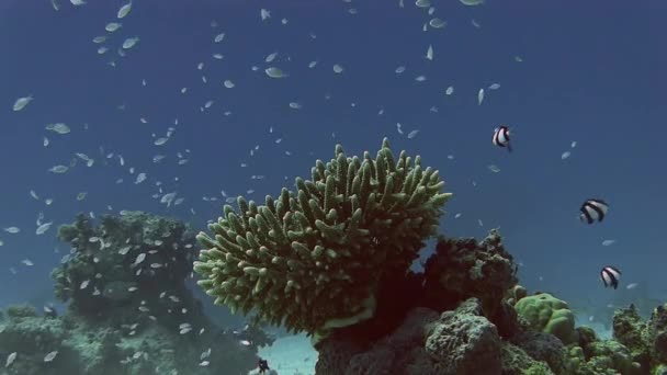 サンゴ礁近く泳ぐカラフルな魚 — ストック動画
