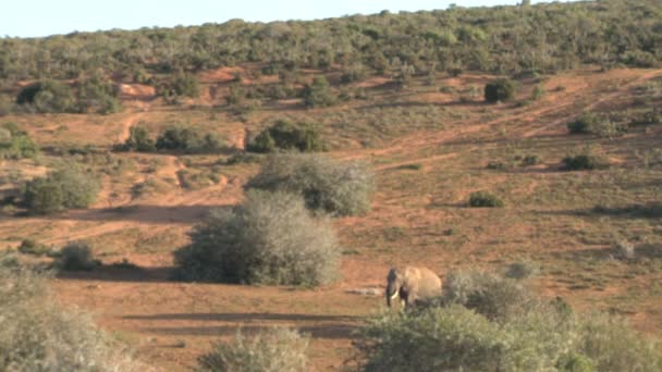 Elefant läuft auf offenem Feld — Stockvideo