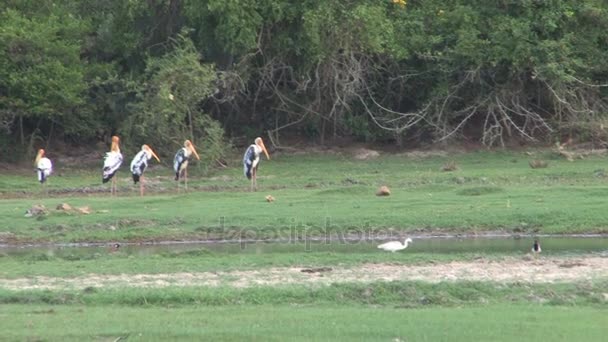 Vogels in de Mimeriya Nationaal Park — Stockvideo