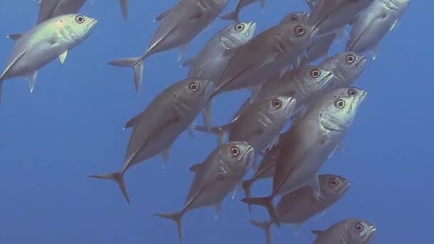 School of giant Trevally fish — Stock Video