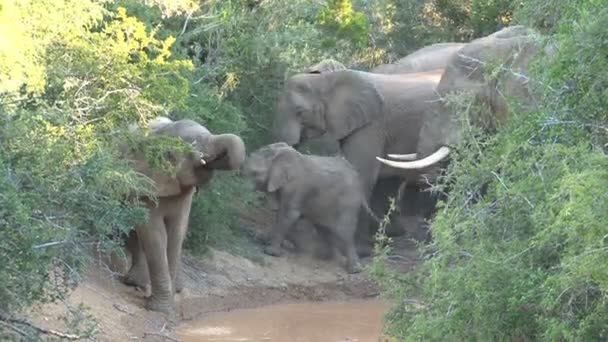 Group of beautiful elephants — Stock Video