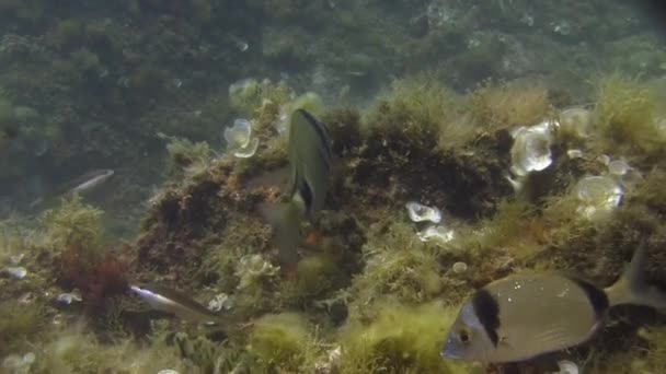 Costa Brava, mar Mediterrâneo de mergulho — Vídeo de Stock