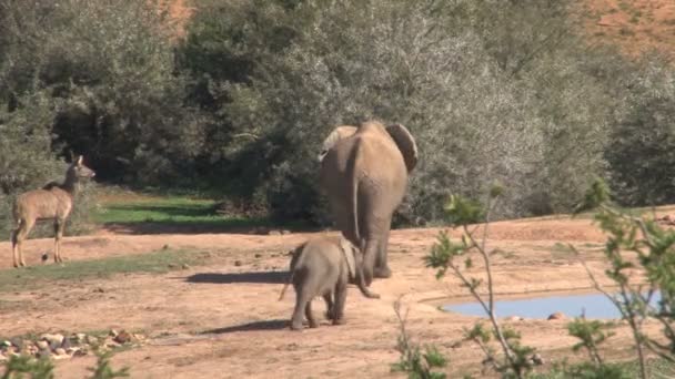Rådjur skrämde elefanter — Stockvideo
