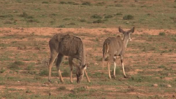 Gruppe von Wildhirschen — Stockvideo