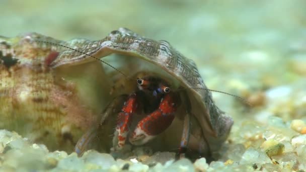 Cangrejo ermitaño en el mar Mediterráneo — Vídeos de Stock