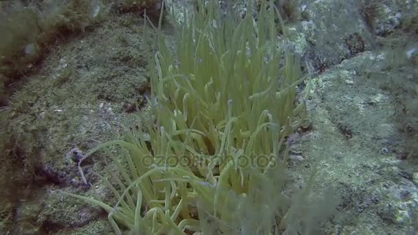 Anemone in Mediterranean sea — Stock Video