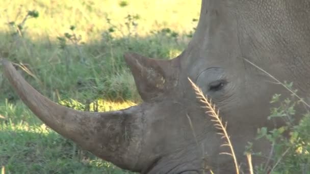 Amazing wild Rhinos — Stock Video