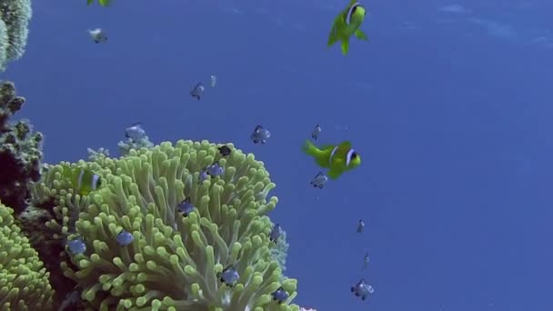 Peces de colores nadando cerca de los arrecifes de coral — Vídeo de stock