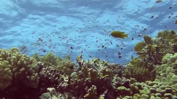 Bunte Fische schwimmen in der Nähe von Korallenriffen — Stockvideo