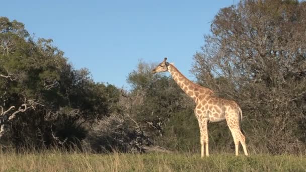 Giraffe frisst vom Baum — Stockvideo