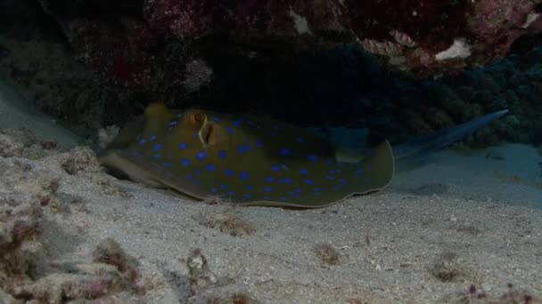 Raia pintada de azul deitada no fundo do mar — Vídeo de Stock