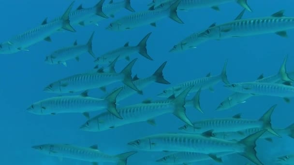 School of baracudas swimming in blue sea — Stock Video